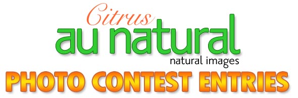 citrus glam and au natural photo contest